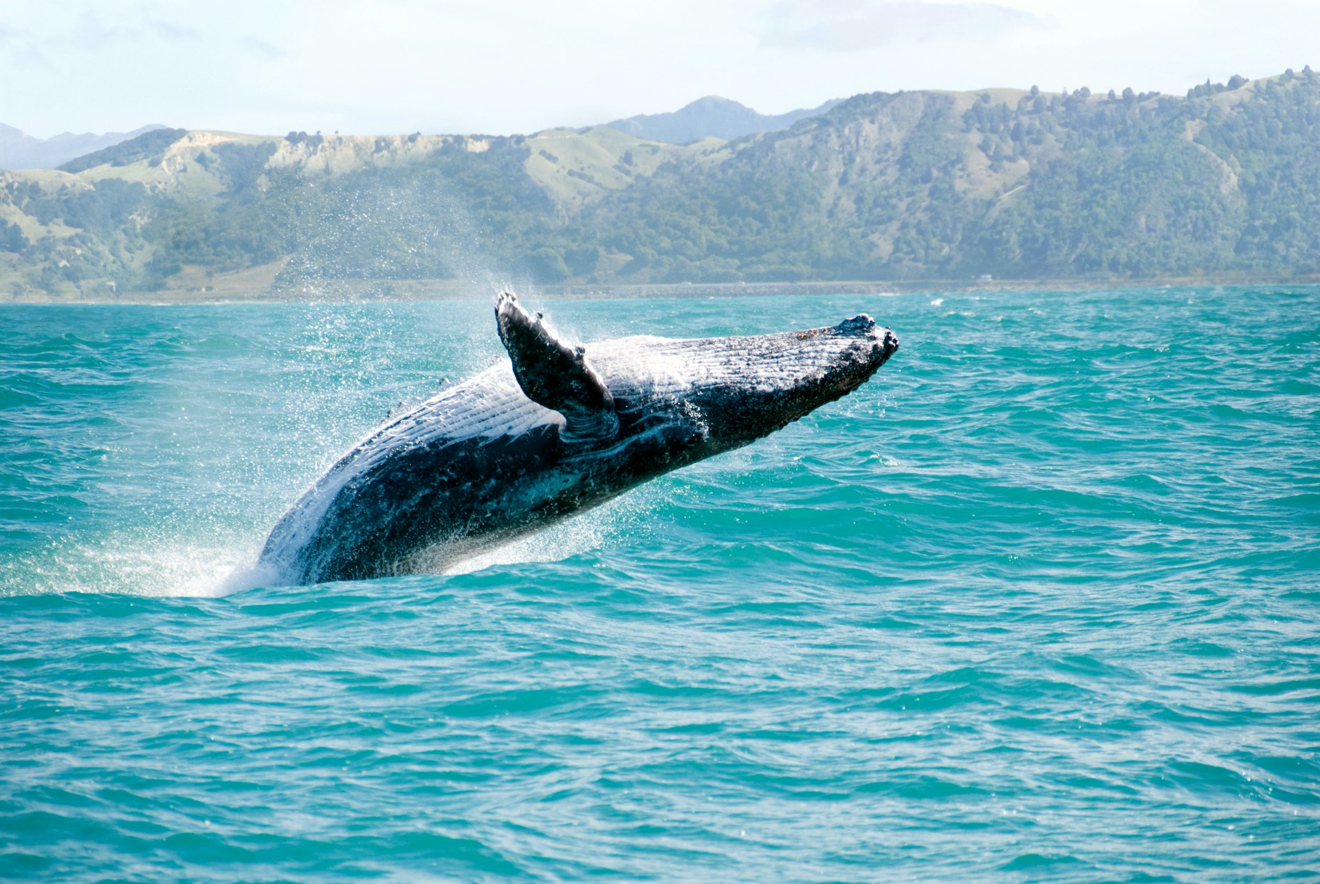 A massive humpback whale leaps from the water