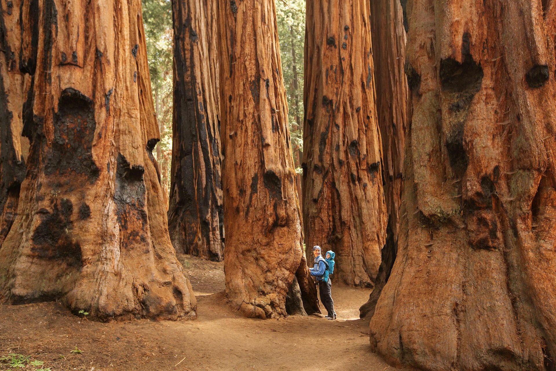 Mother with infant on her back at the the base of giant Sequoia trees
