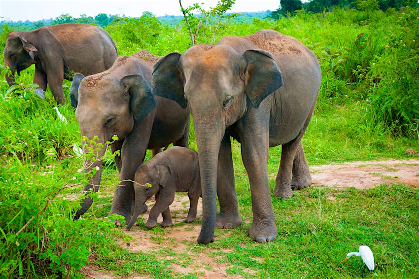A family of elephants with a young calf in Uda Walawe National Park, Sri-Lanka. The herd is surrounded by green vegetation.