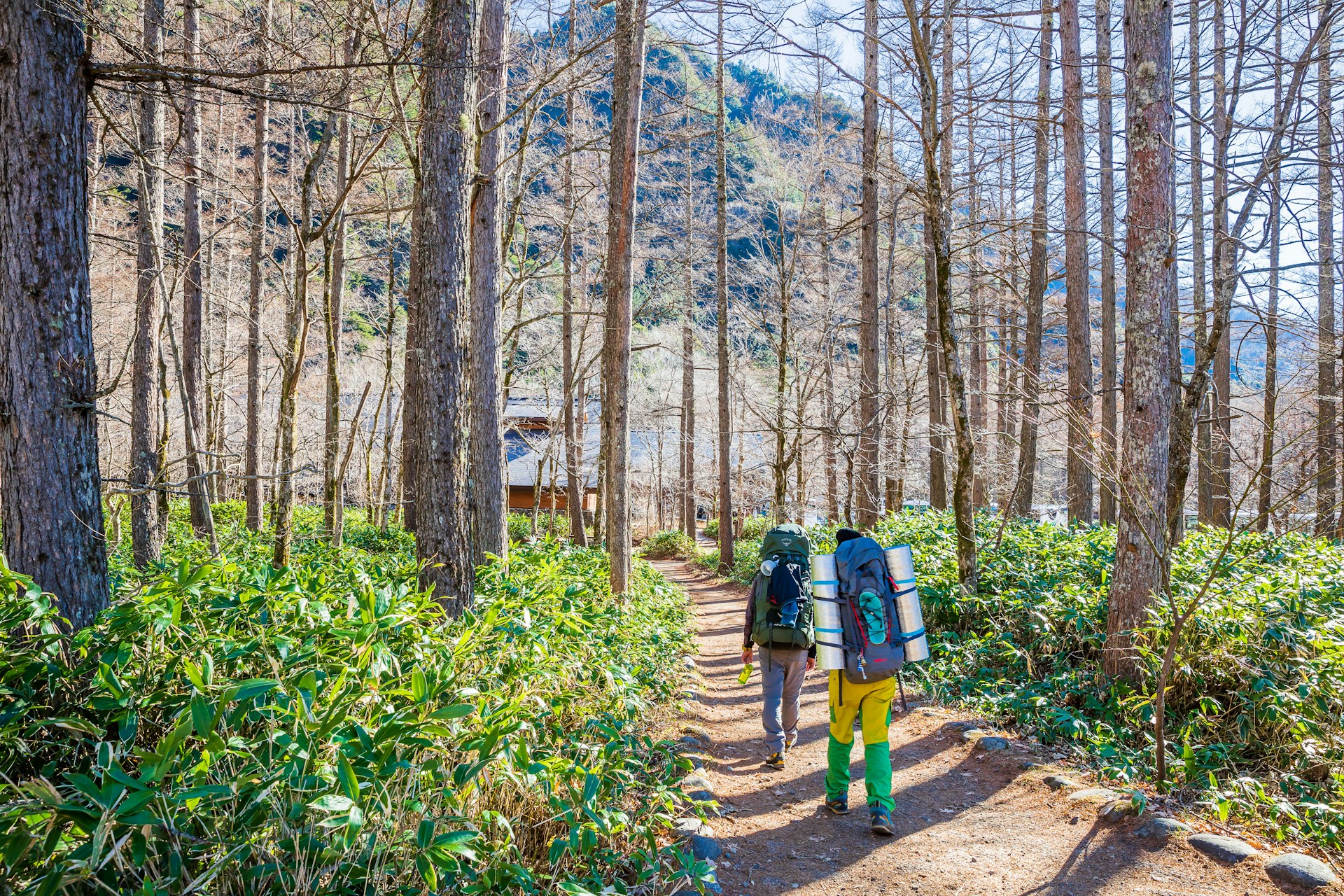 Two hikers with large backpacks walk along a trail through thick forest in Kamikochi, Japan.