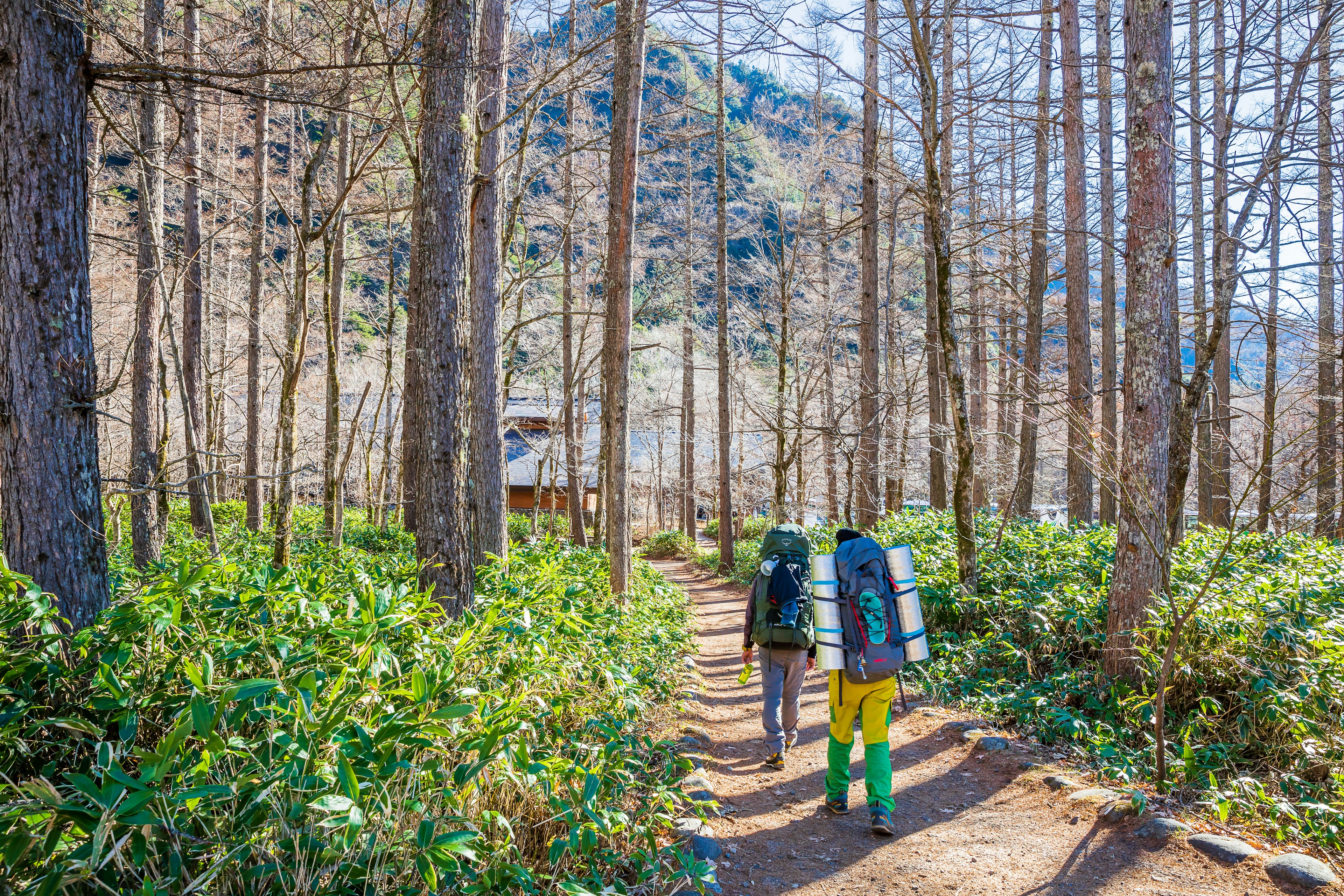 Two hikers with large backpacks walk along a trail through thick forest in Kamikochi, Japan.