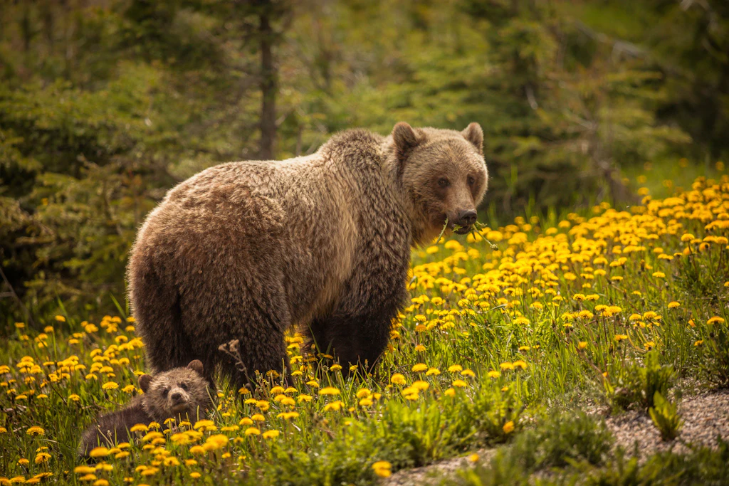 Bear in Banff A grizzly bear walks through wildflowers.
