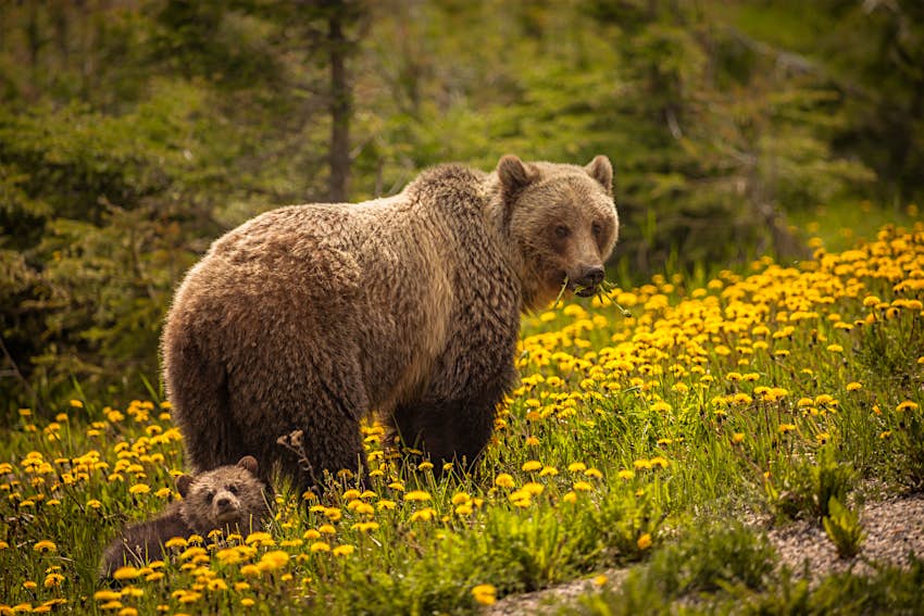 A grizzly bear walks through wildflowers. 