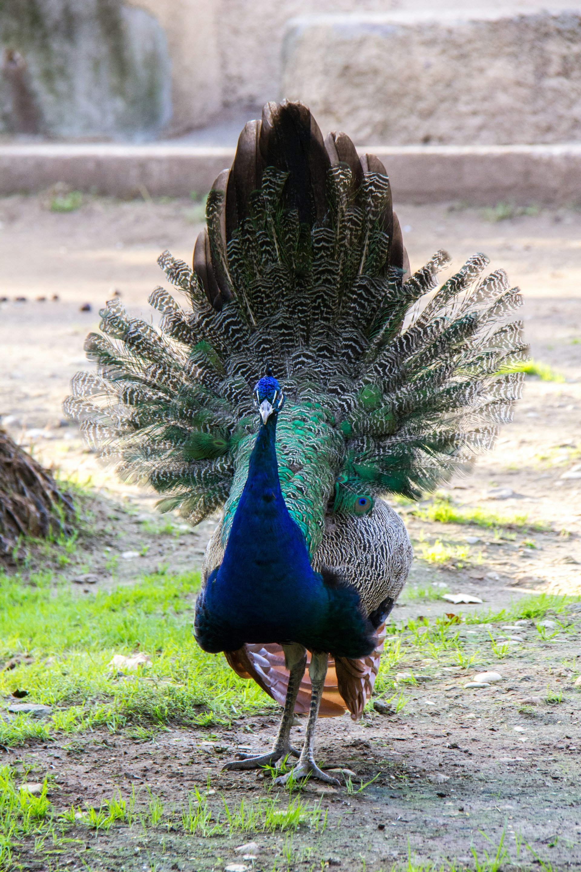Peacock fanning its feathers in the Roman zoo.