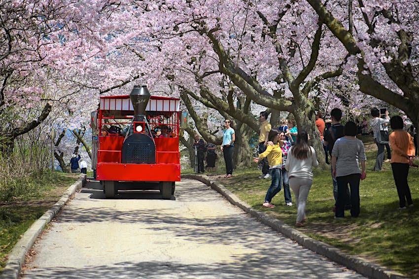 Red tour bus travelling under cherry blossoms in High Park during spring