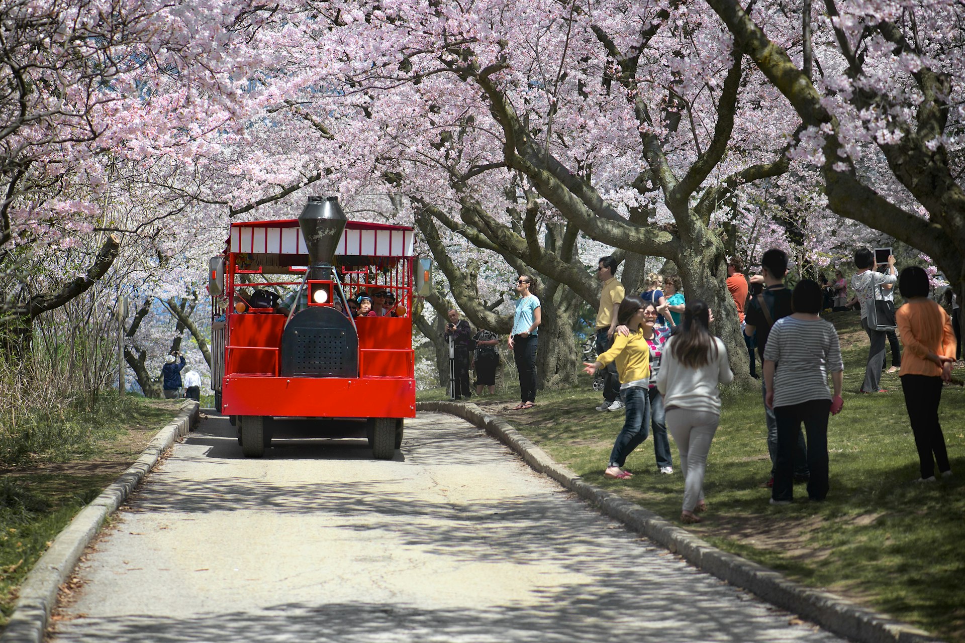 Cherry blossoms in full bloom in Toronto's High Park