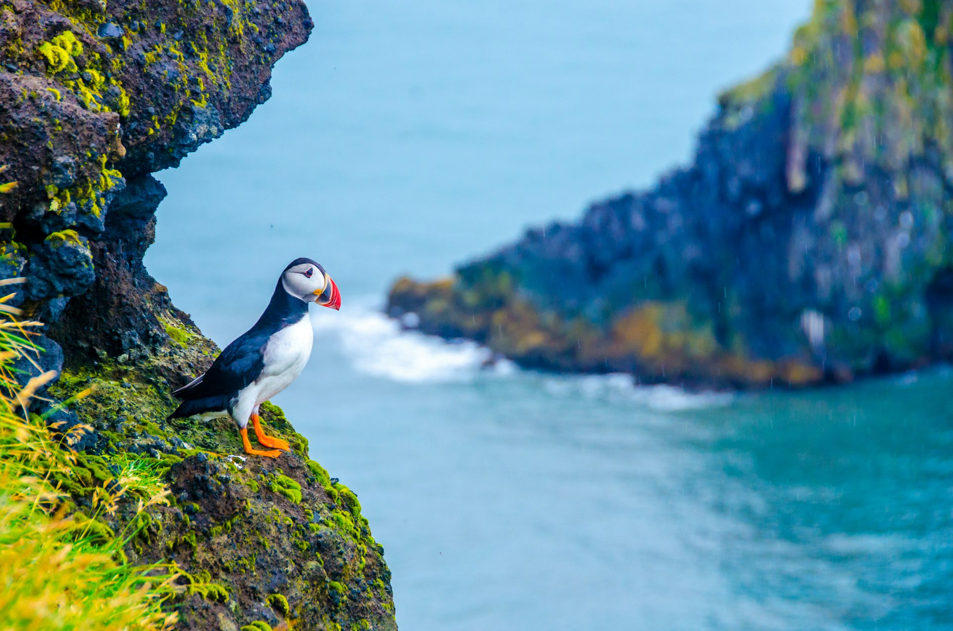 A black and white bird with a colorful beak and bright orange feet stands on the edge of a cliff in a fjord