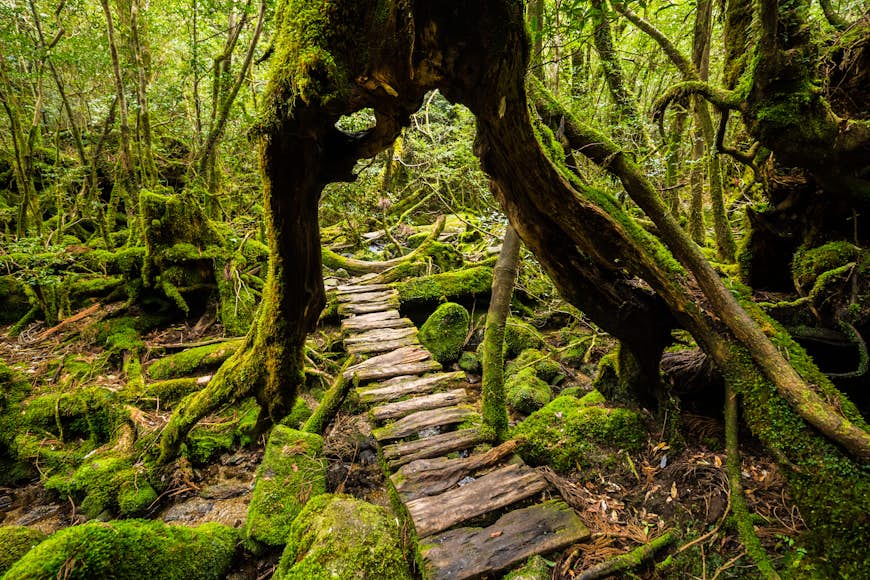 En skogsgång på ön Yakushima som går genom stammen på ett jättelikt cederträ.