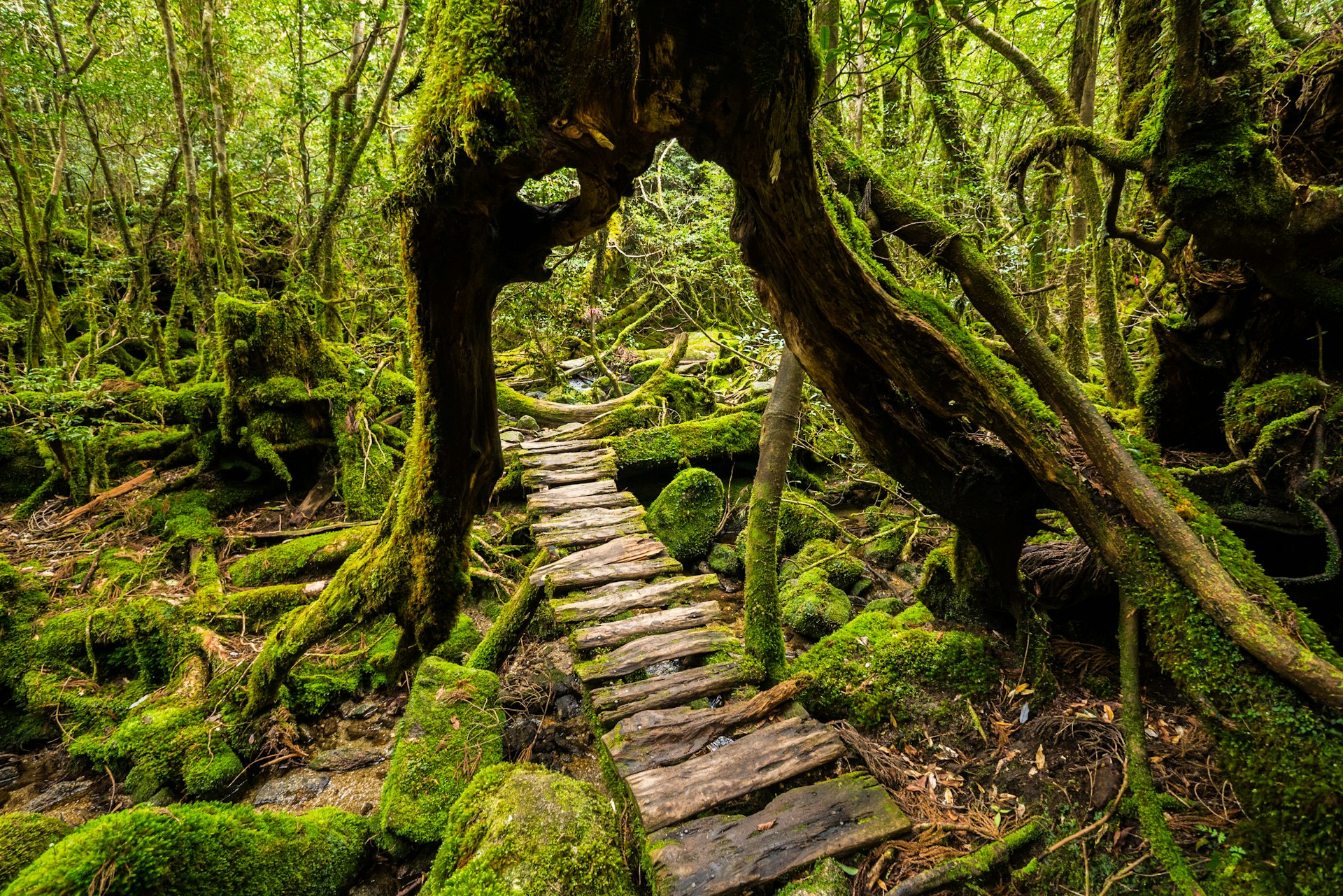 A forest walkway on the island of Yakushima that goes through the trunk of a giant cedar tree.