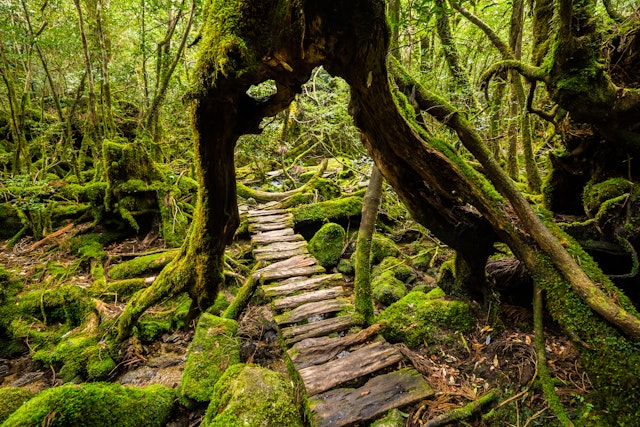 A forest walkway on the island of Yakushima that goes through the trunk of a giant cedar tree.
