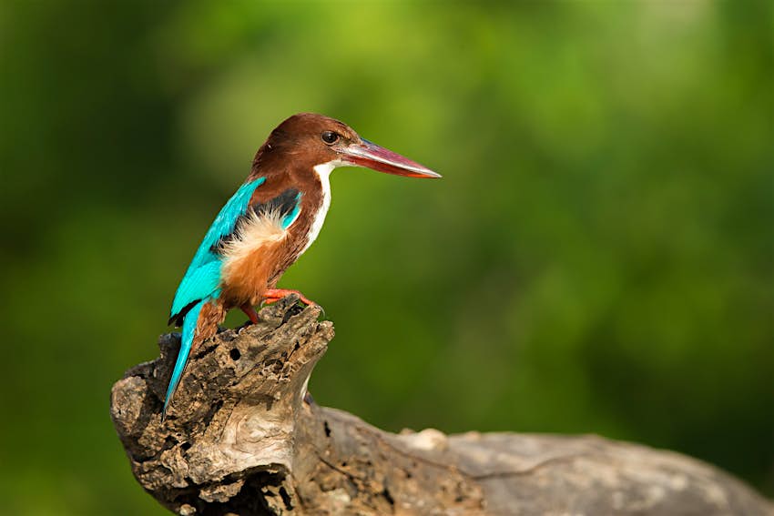 A white-breasted kingfisher sits on the branch of a tree in Bundala National Park