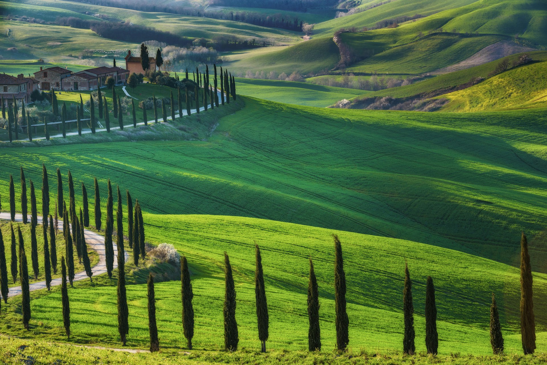 Tuscan trees line a lush green road. 