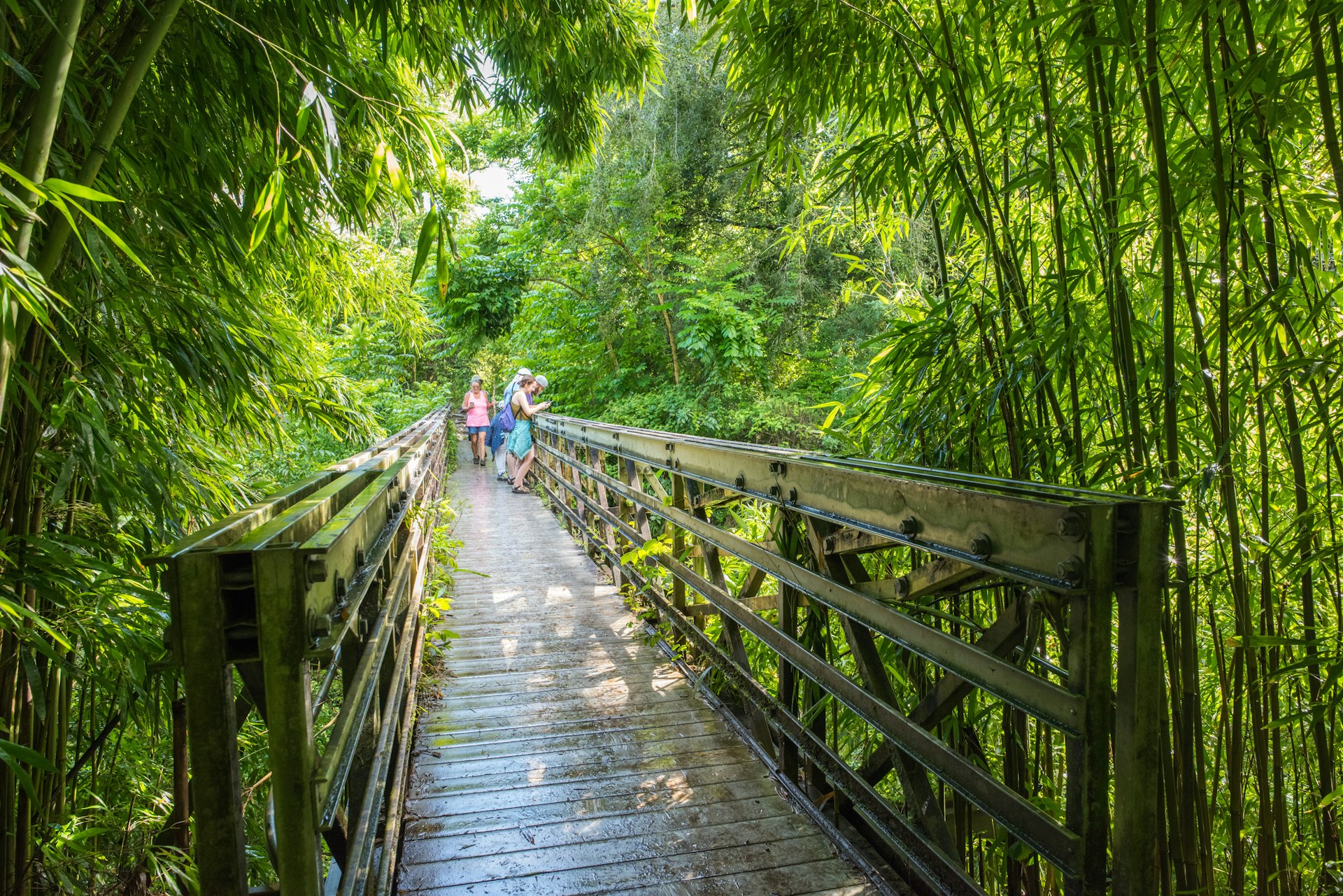 People stand on a boardwalk through dense bamboo forest, with green shoots reaching skyward all around them