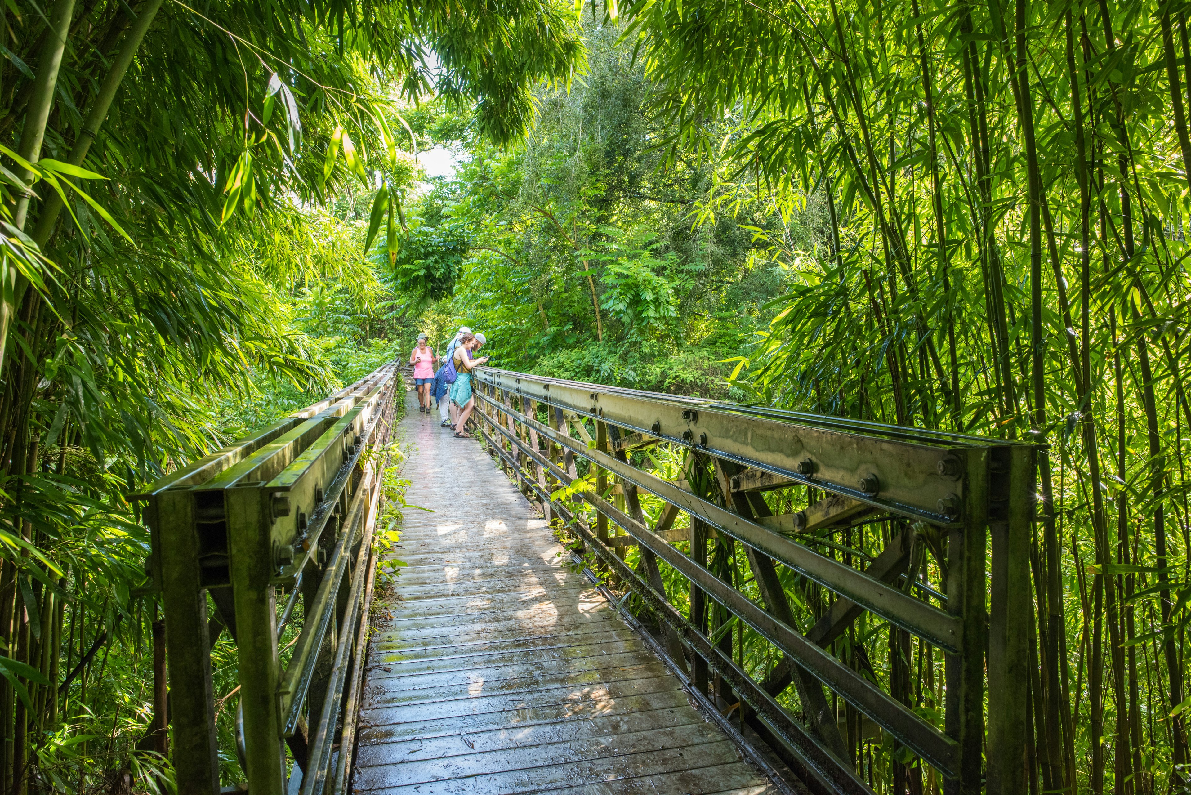 Walkers on a boardwalk in the bamboo forest on the Pipiwai Trail