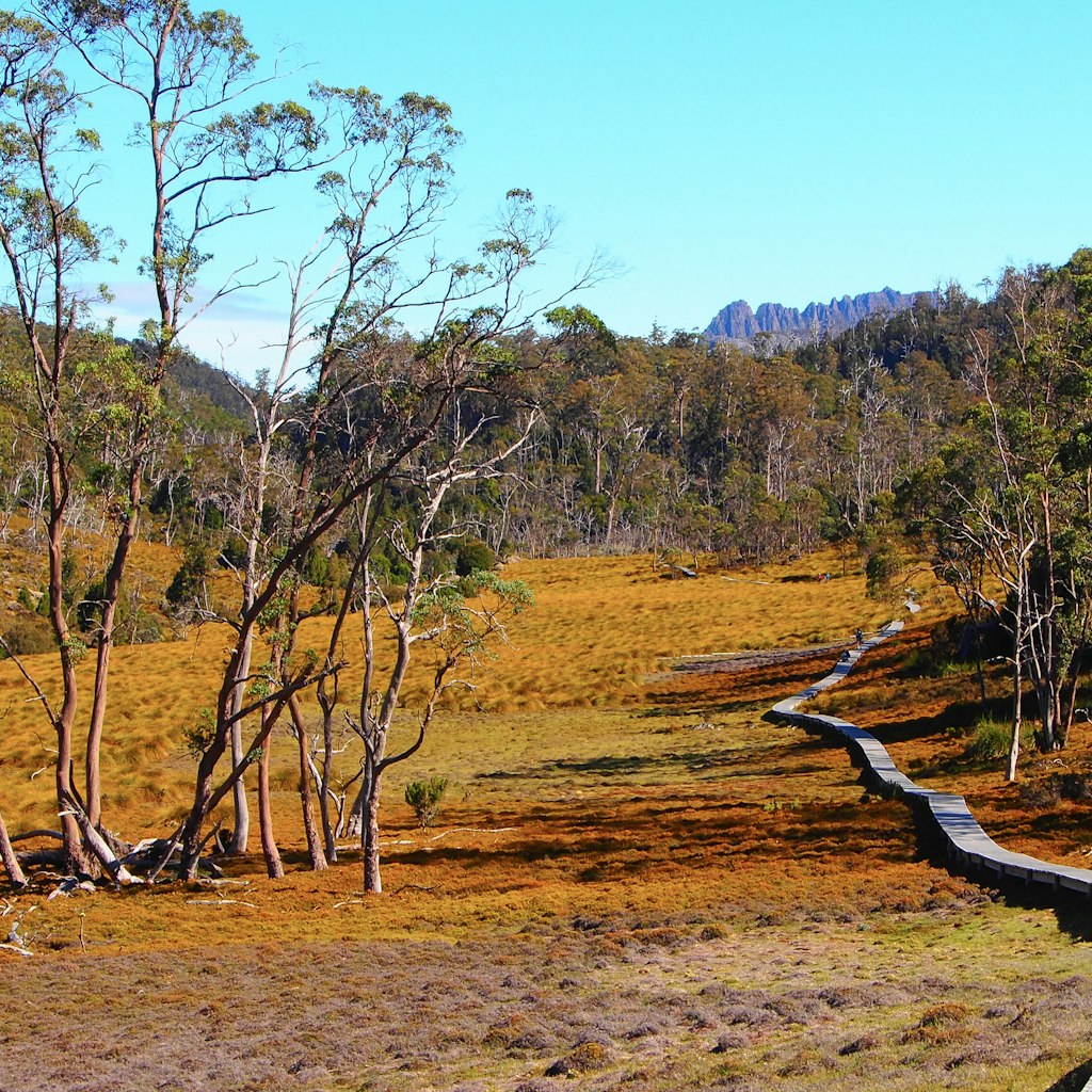 A female hiker pauses on wooden boardwalk, which winds through bush land at Cradle Mountain.