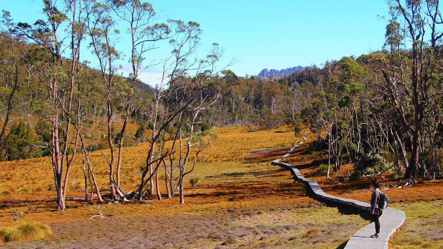 A female hiker pauses on wooden boardwalk, which winds through bush land at Cradle Mountain.