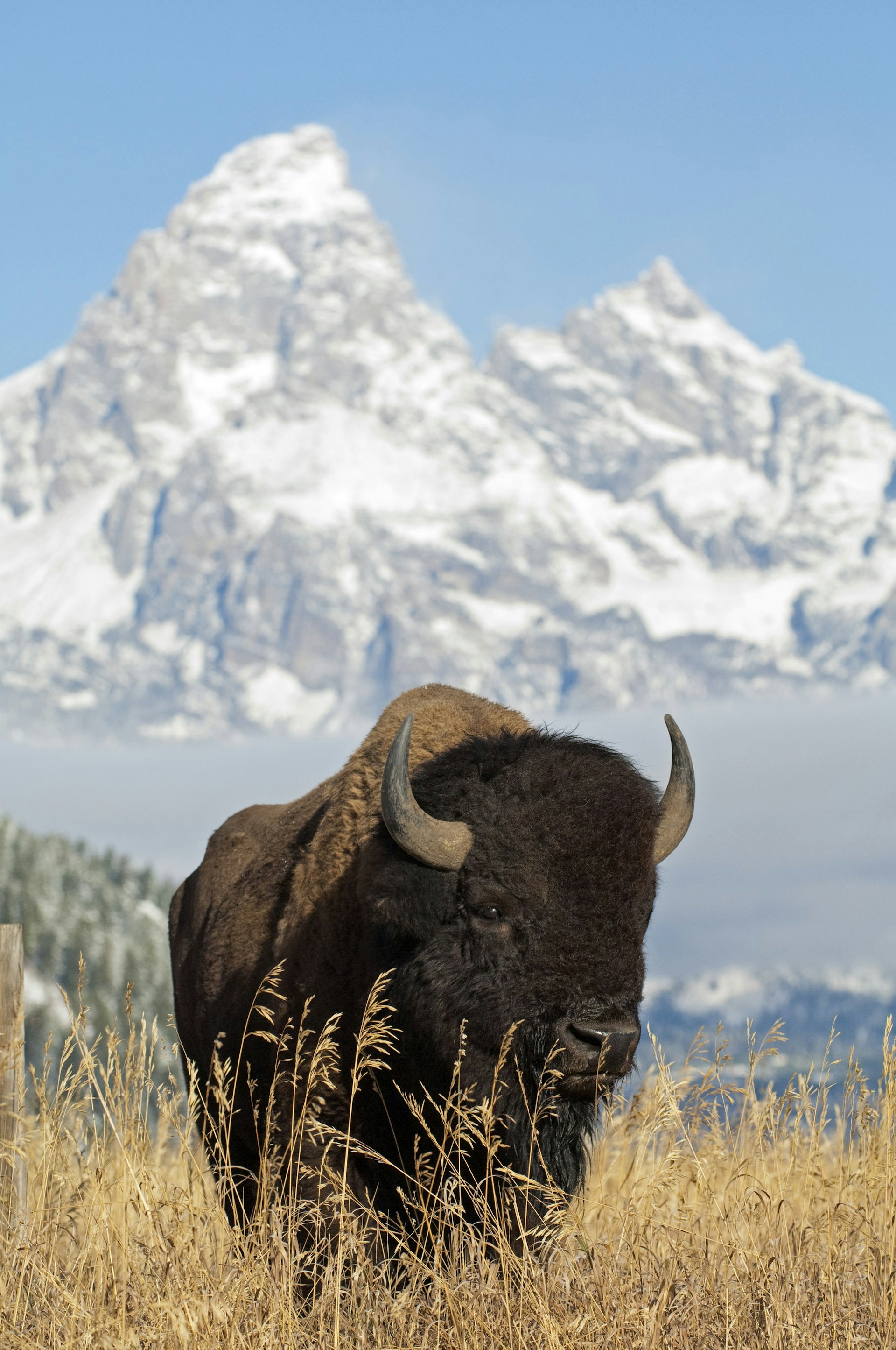 A bison stands in a field with mountains in the background. 