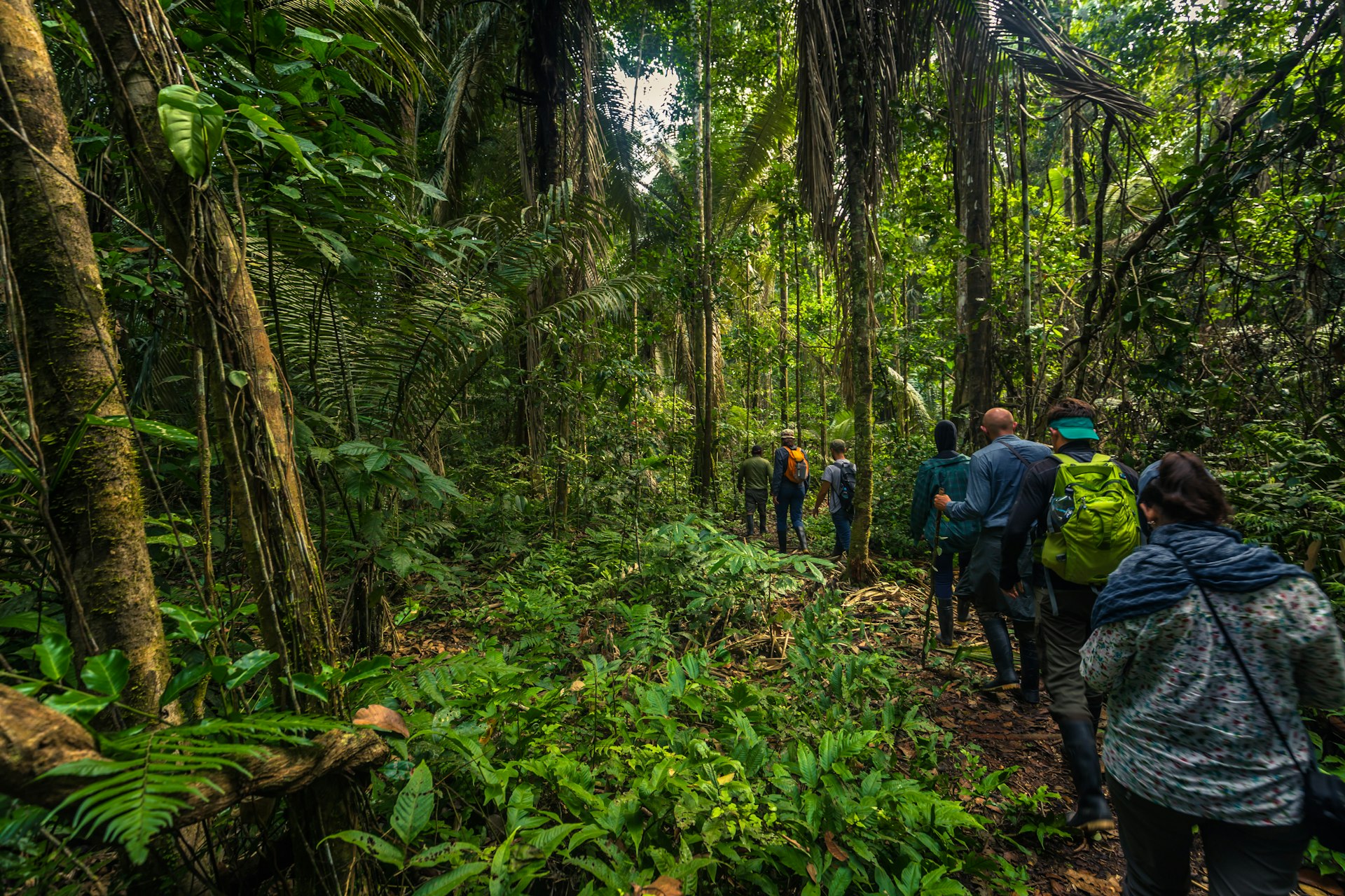Hikers walk through dense green foliage in Manu National Park in Peru
