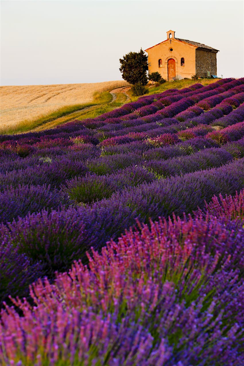 Lavender fields, Provence Purple fields of lavender in bloom, overlooked by a small stone chapel glowing in the sunshine