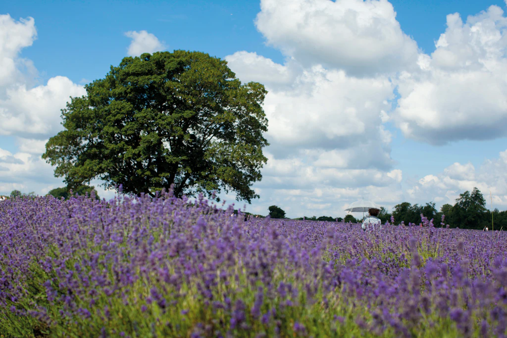 A huge oak tree stands over a beautiful field of purple lavender in bloom