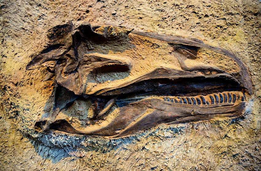 Le crâne fossilisé d'un dinosaure