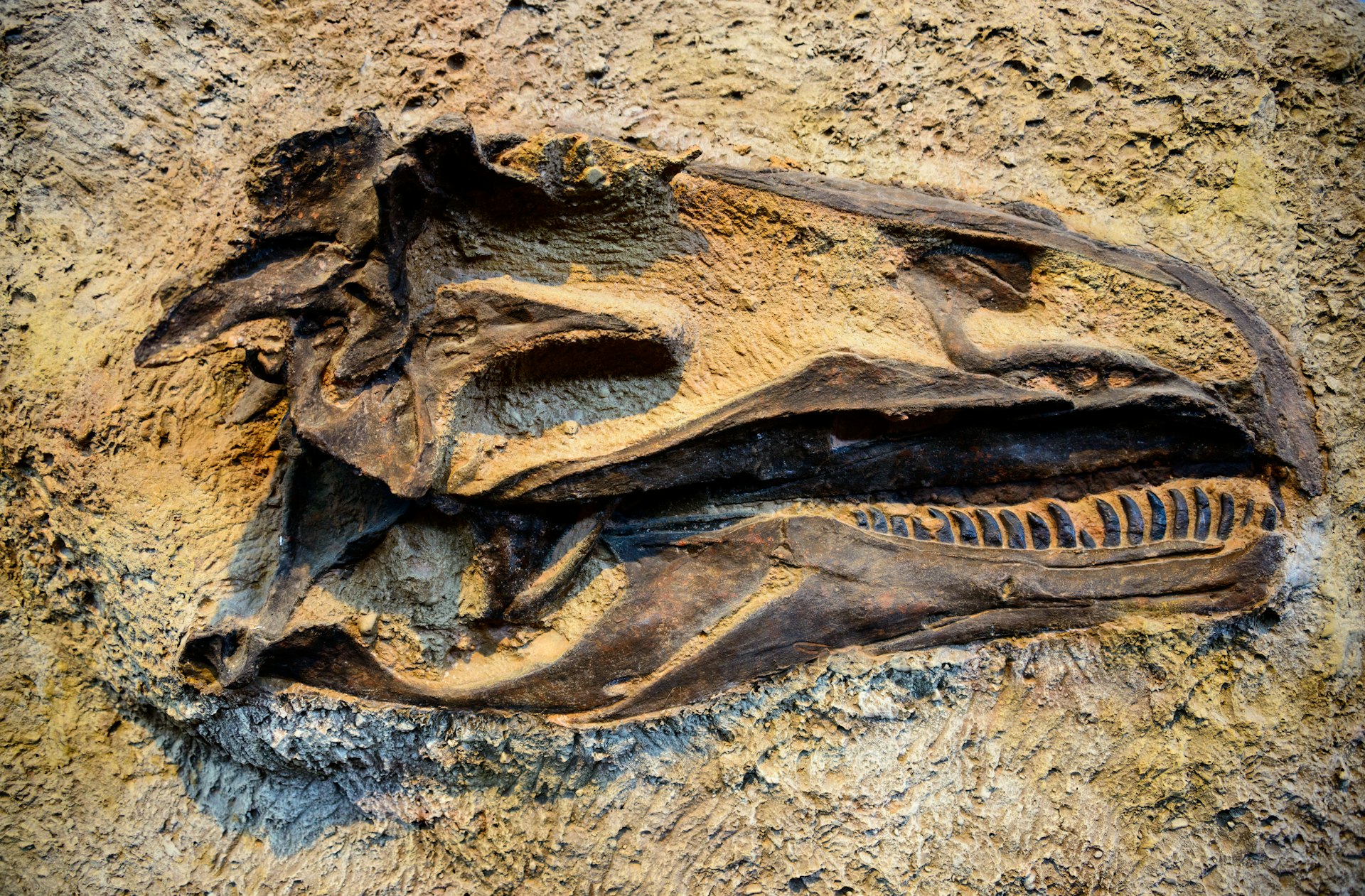 A dinosaur skull embedded in rock at Dinosaur National Monument, Colorado