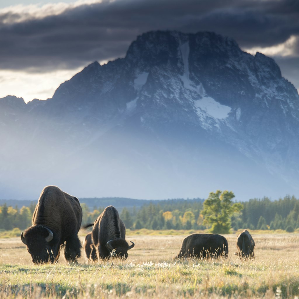 Bison at sunset in Grand Teton National Park. Bison grazing on the plain in from of Mount Moran.