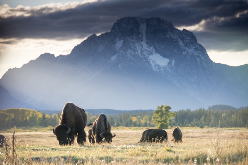 Bison at sunset in Grand Teton National Park. Bison grazing on the plain in from of Mount Moran.