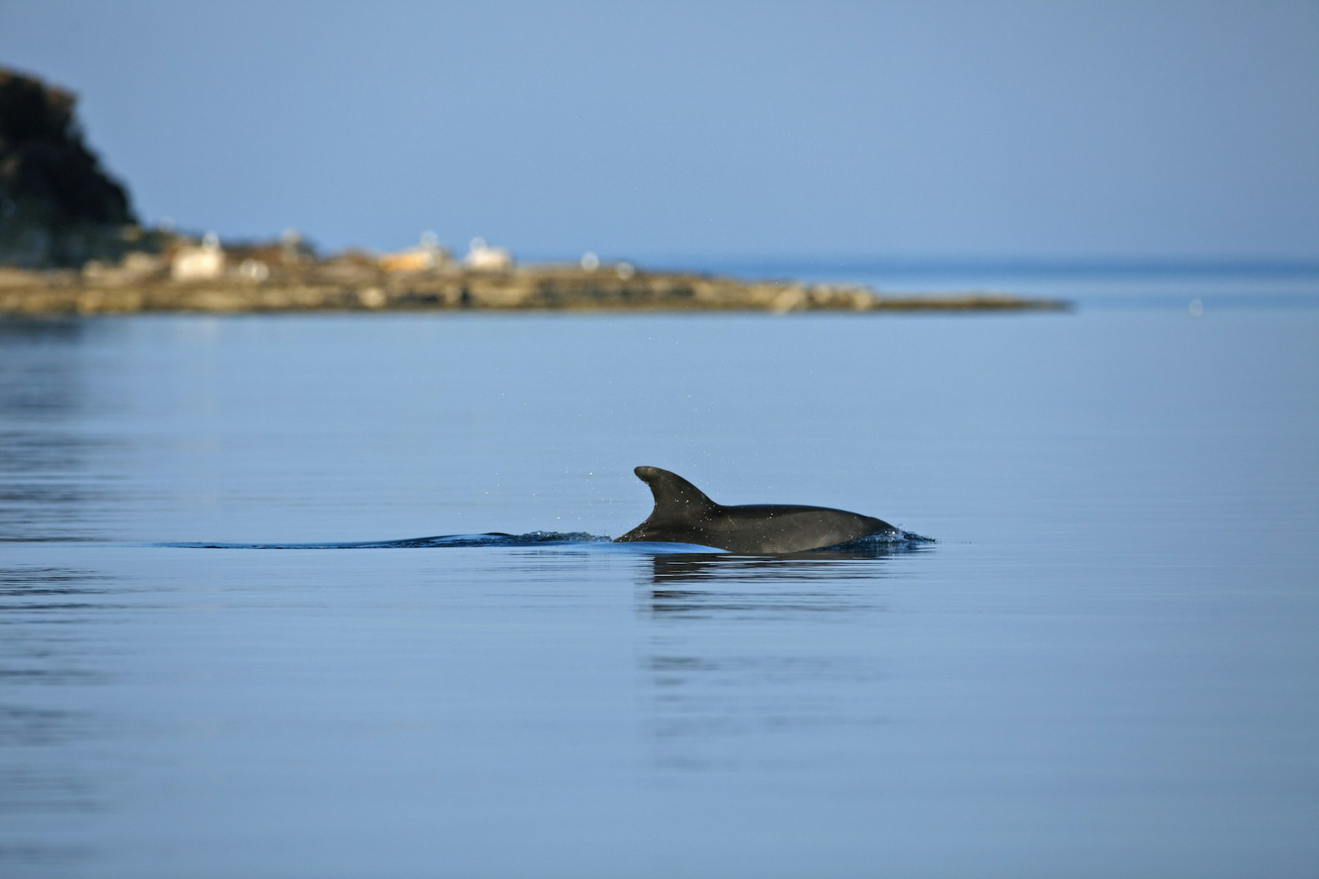 A grey bottlenose dolphin surfacing in still waters with land in the background