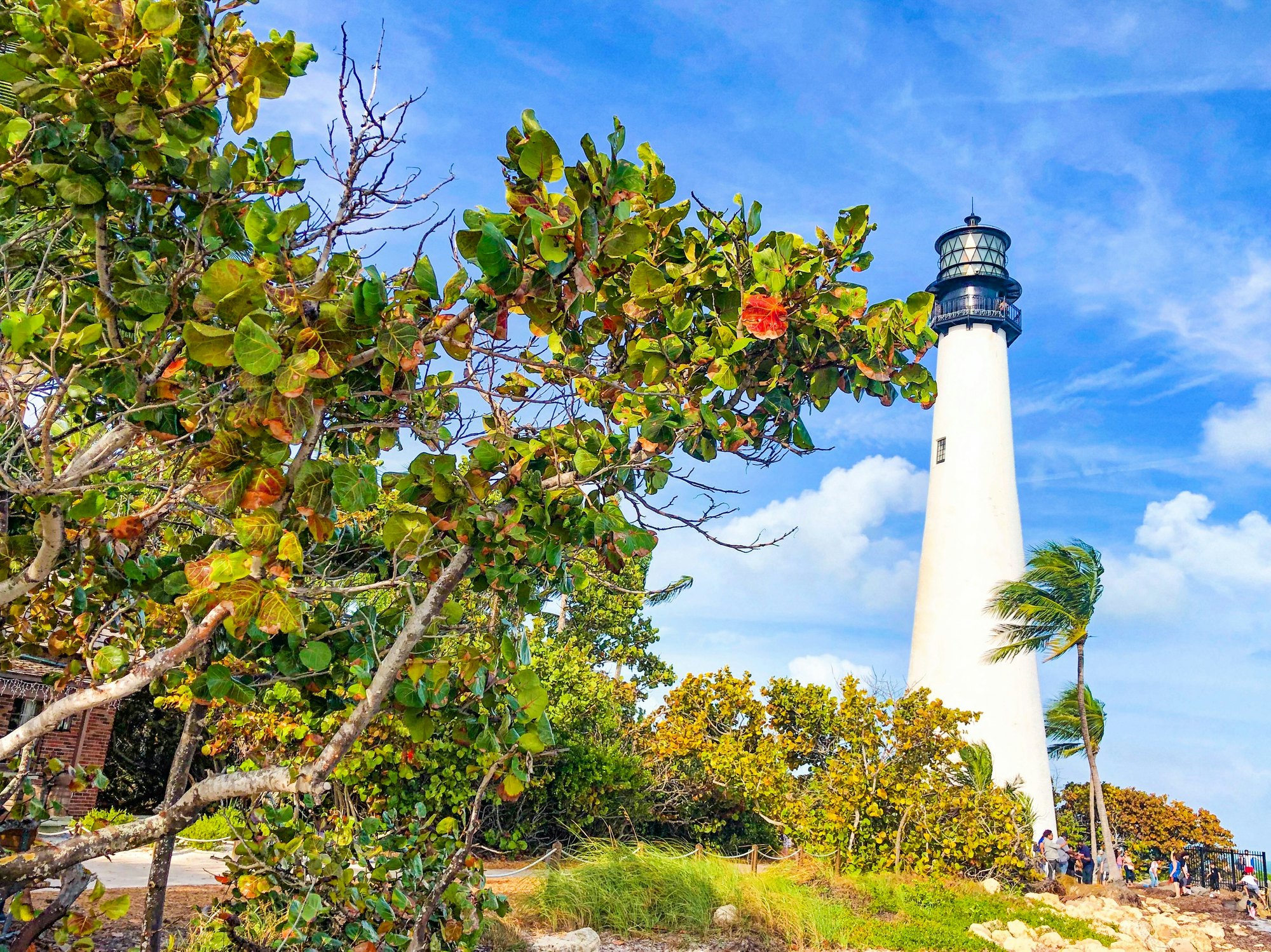 Nature beauty in key biscayne