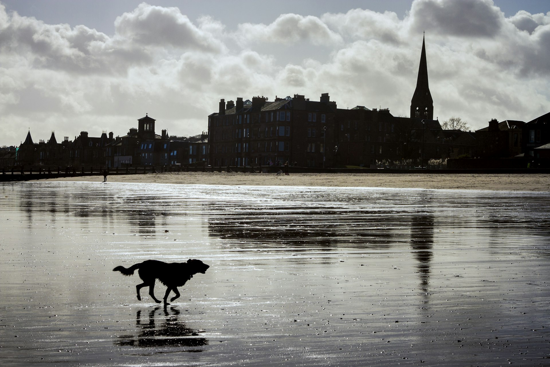 A dog running through Edinburgh Portobello's low tides