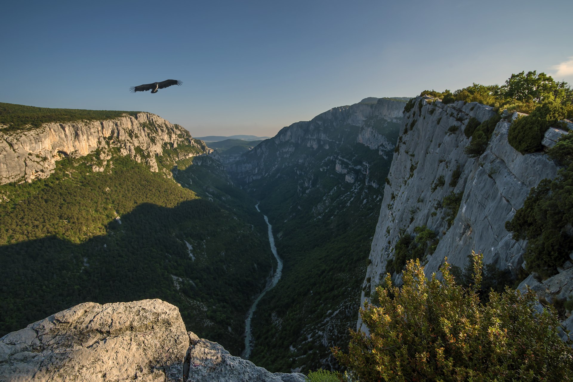 A bird of prey swoops over a huge gorge