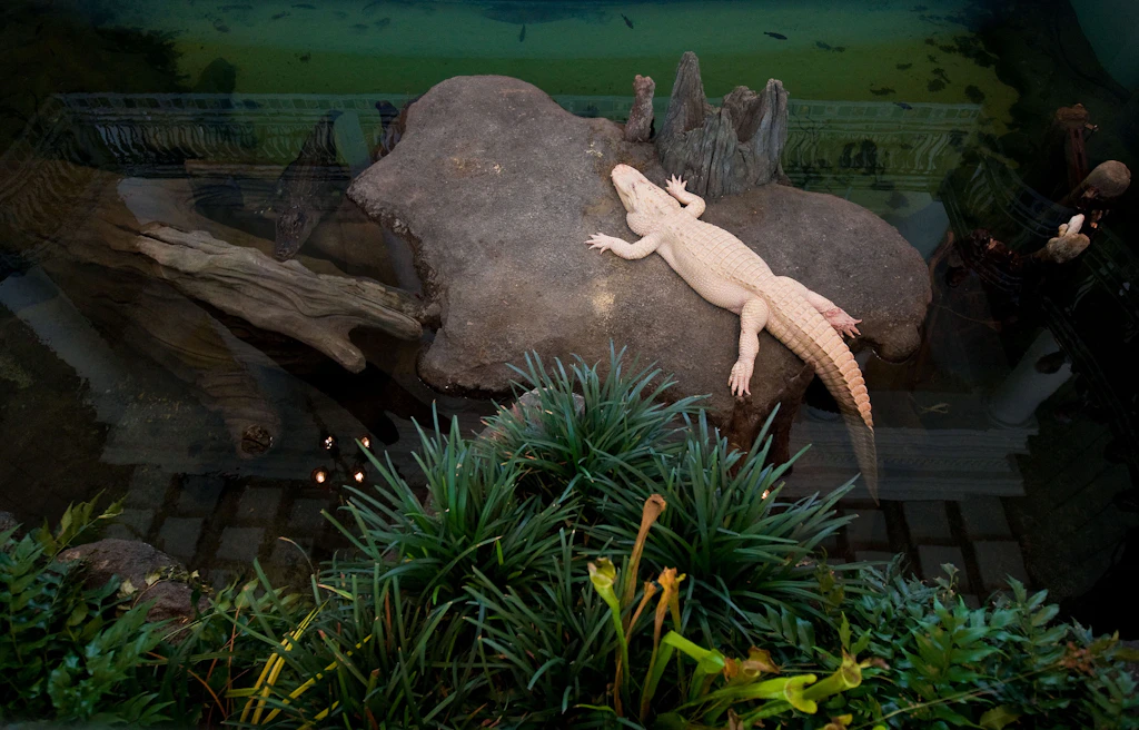 A rare albino alligator sits in the Swamp area of the Califo