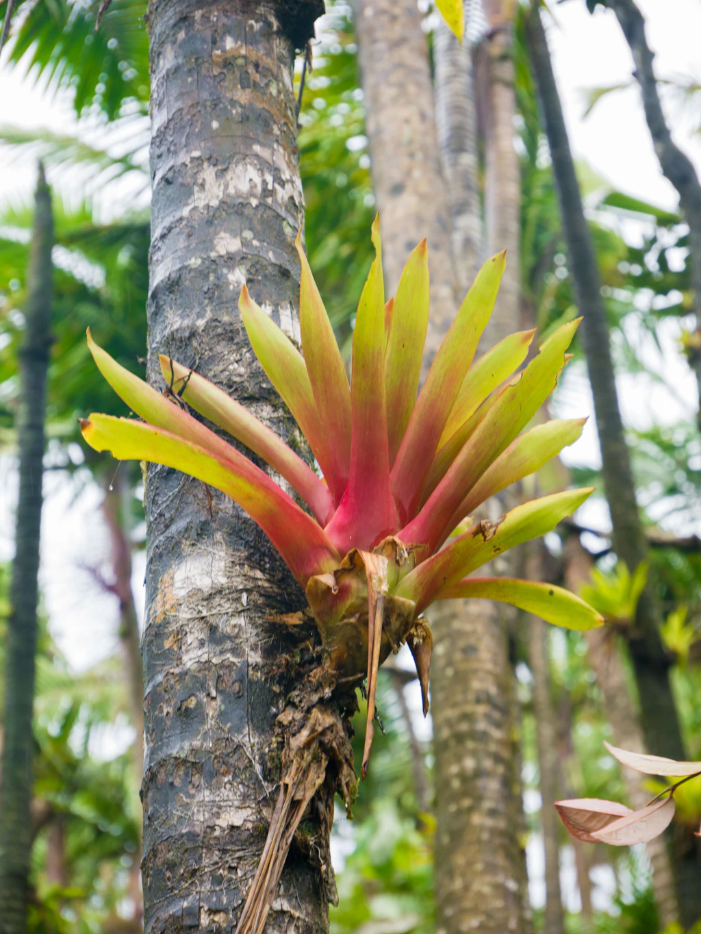 Tropical vegetation at El Yunque National Forest in Puerto Rico Tropical vegetation at El Yunque National Forest in Puerto Rico