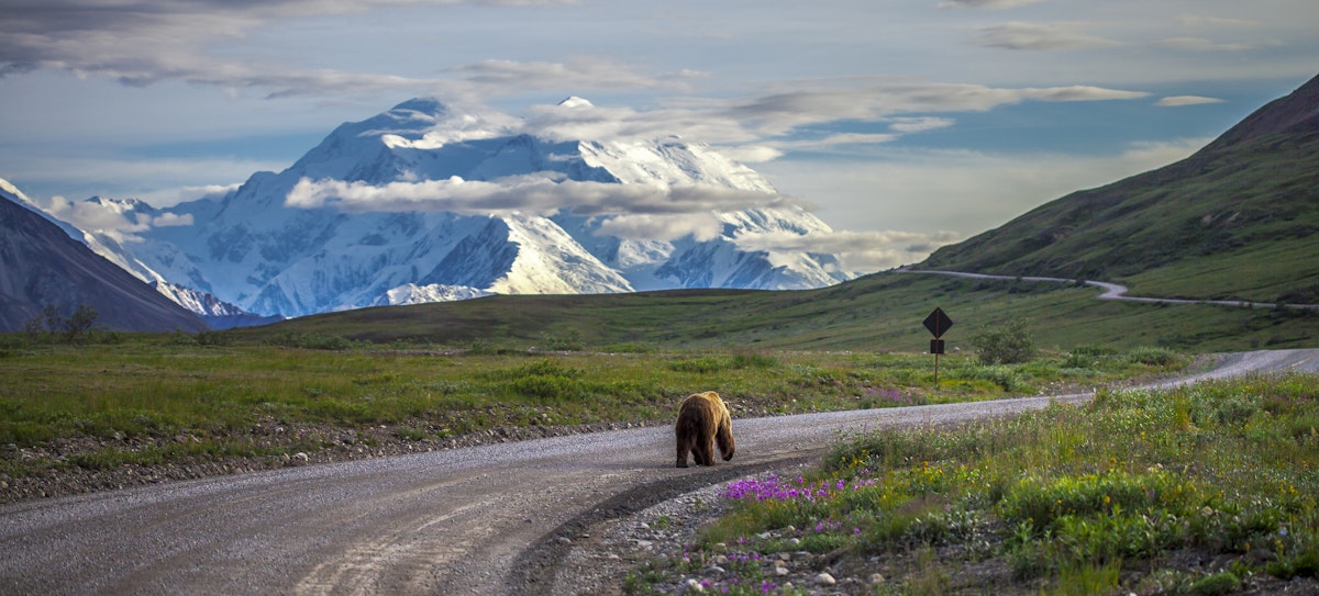 Driving in Denali National Park, grizzly bear walking down the road in the late evening when Mount McKinley was in full view.