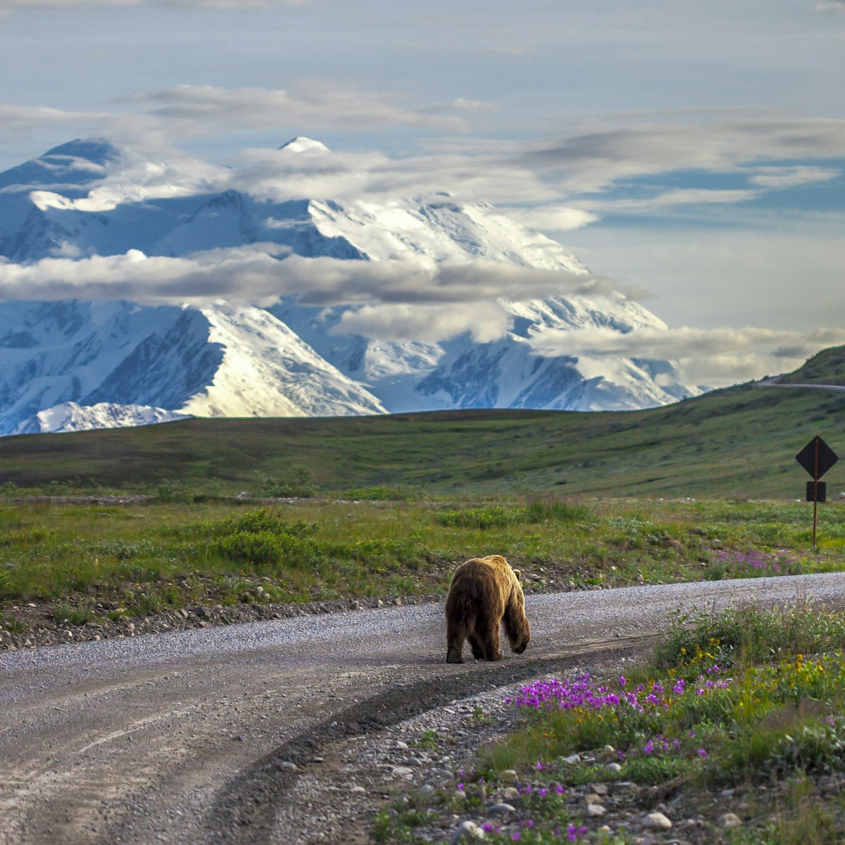 Driving in Denali National Park, grizzly bear walking down the road in the late evening when Mount McKinley was in full view.