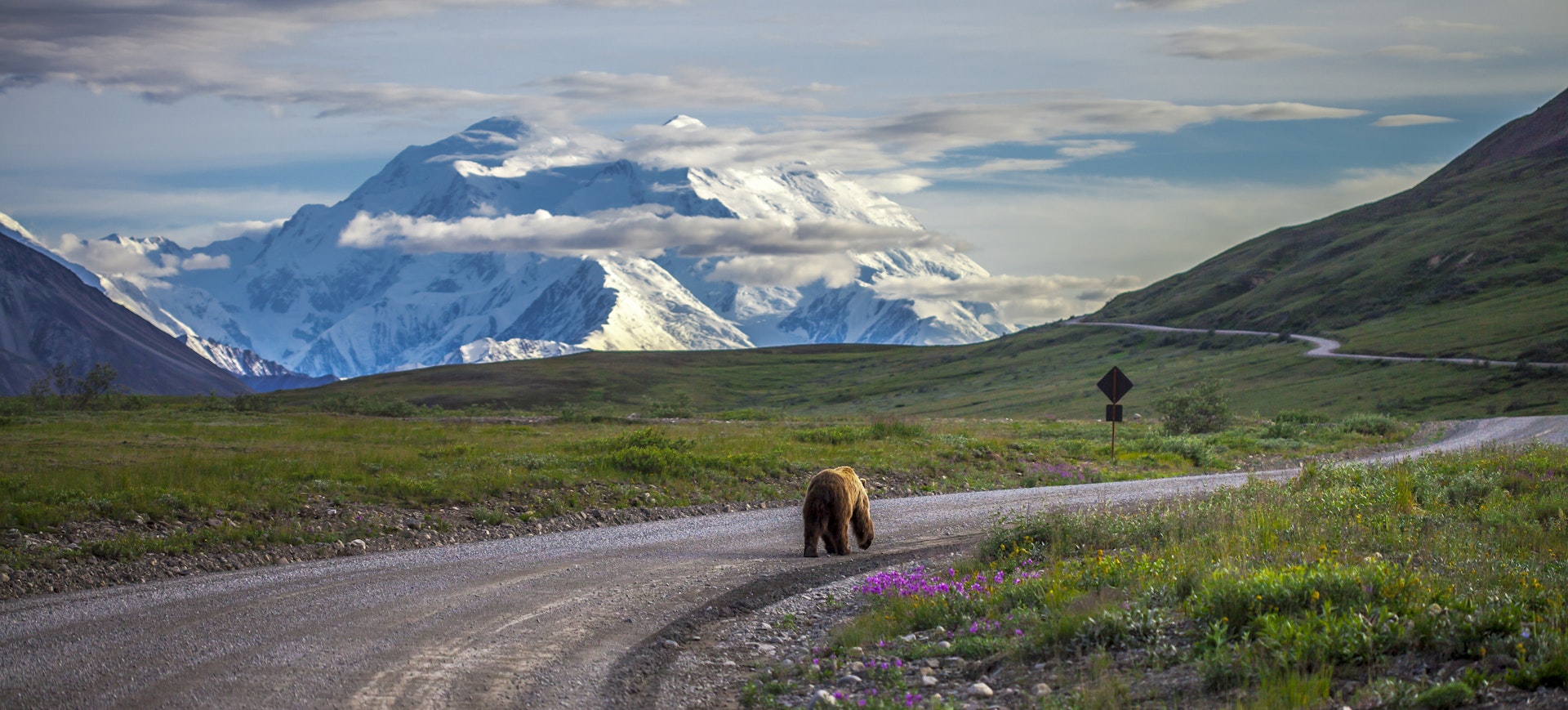 A bear wanders down a paved road through a national park backed by a huge snow-capped mountain