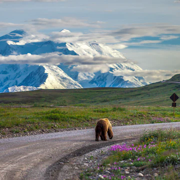 Driving in Denali National Park, grizzly bear walking down the road in the late evening when Mount McKinley was in full view.