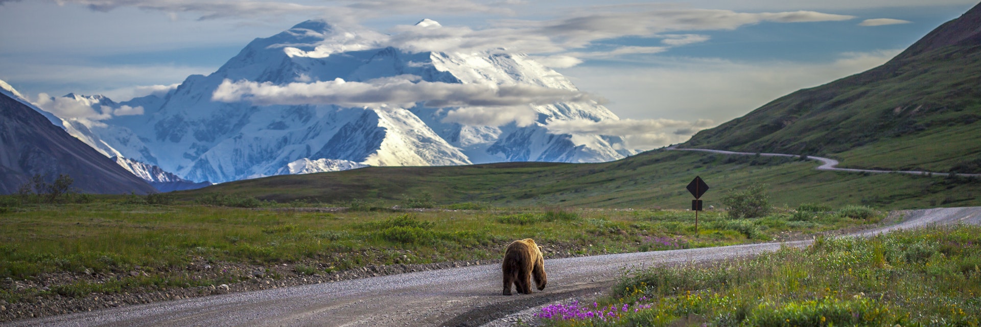 Driving in Denali National Park, grizzly bear walking down the road in the late evening when Mount McKinley was in full view.