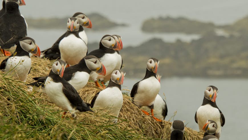 A group of black-and-white birds with colourful beaks stand together on a clifftop on a misty day