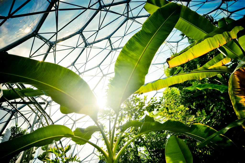 Eden Projects biome Tropical plants growing in biodome