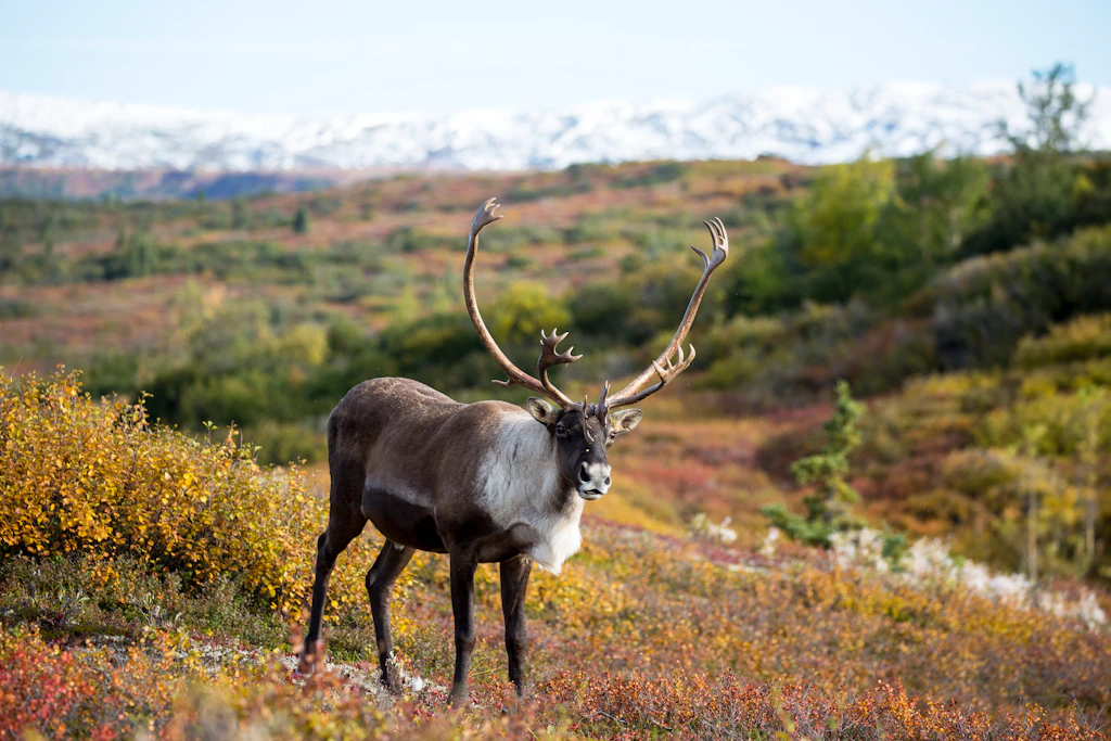 Caribou in Fall