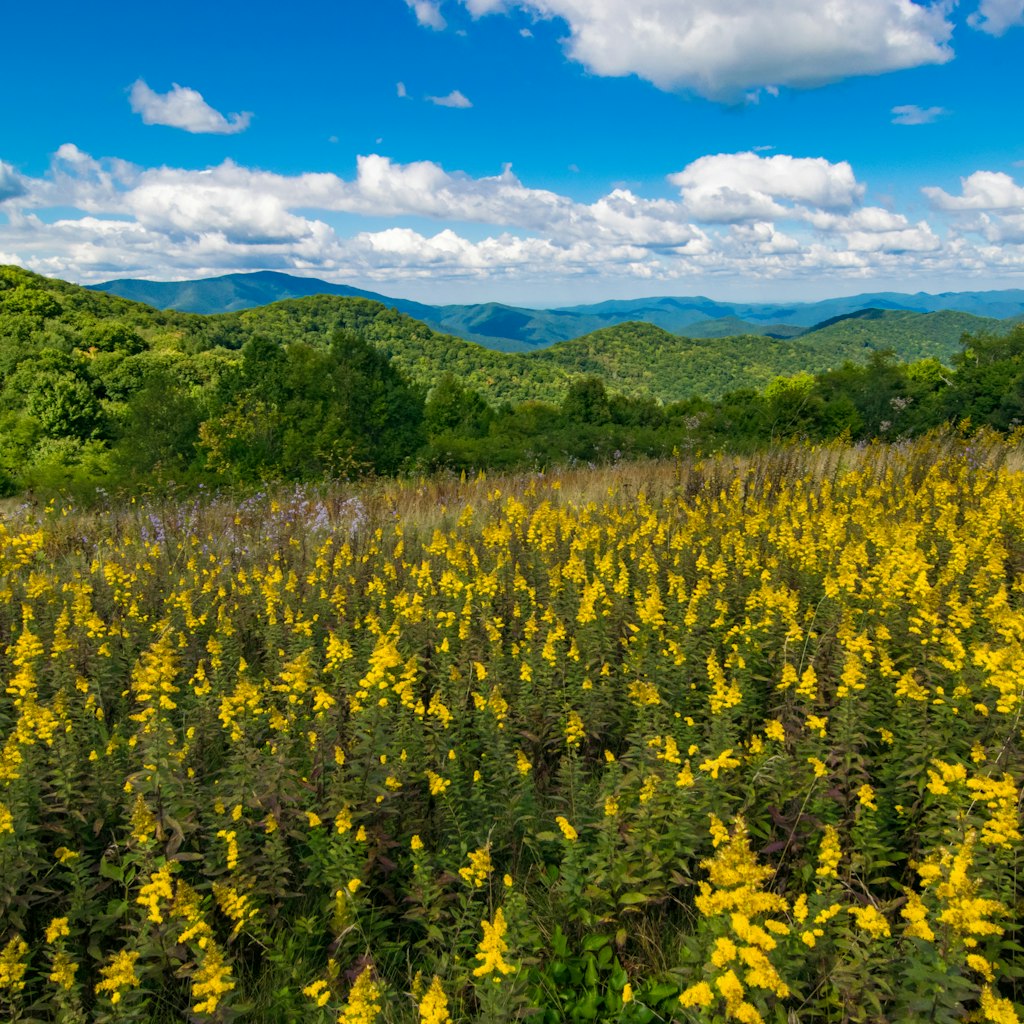 Yellow flowers with mountains in the distance in the Smoky Mountains near Maggie Valley.