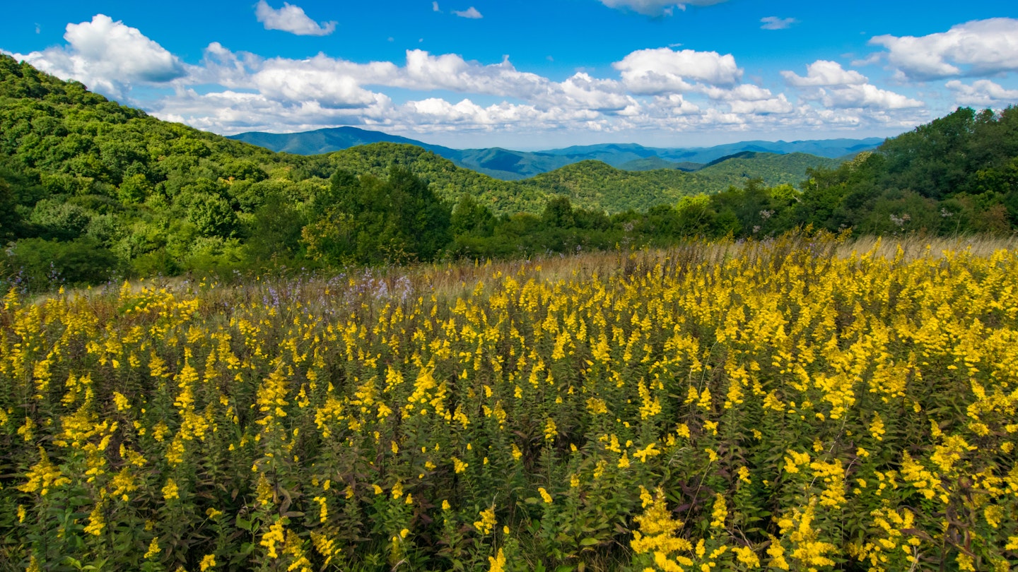 Yellow flowers with mountains in the distance in the Smoky Mountains near Maggie Valley.