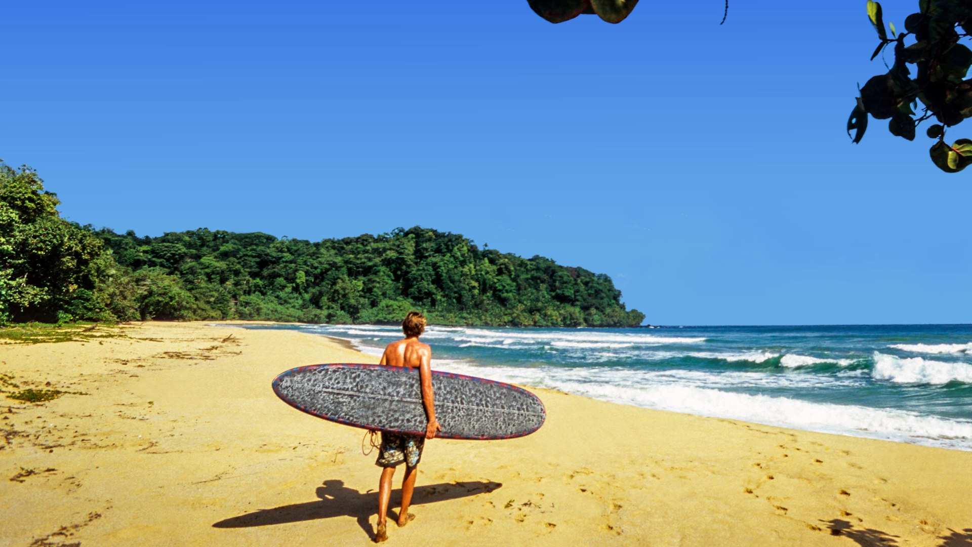 A surfer carrying a board heads for the sea at a deserted beach backed by dense jungle