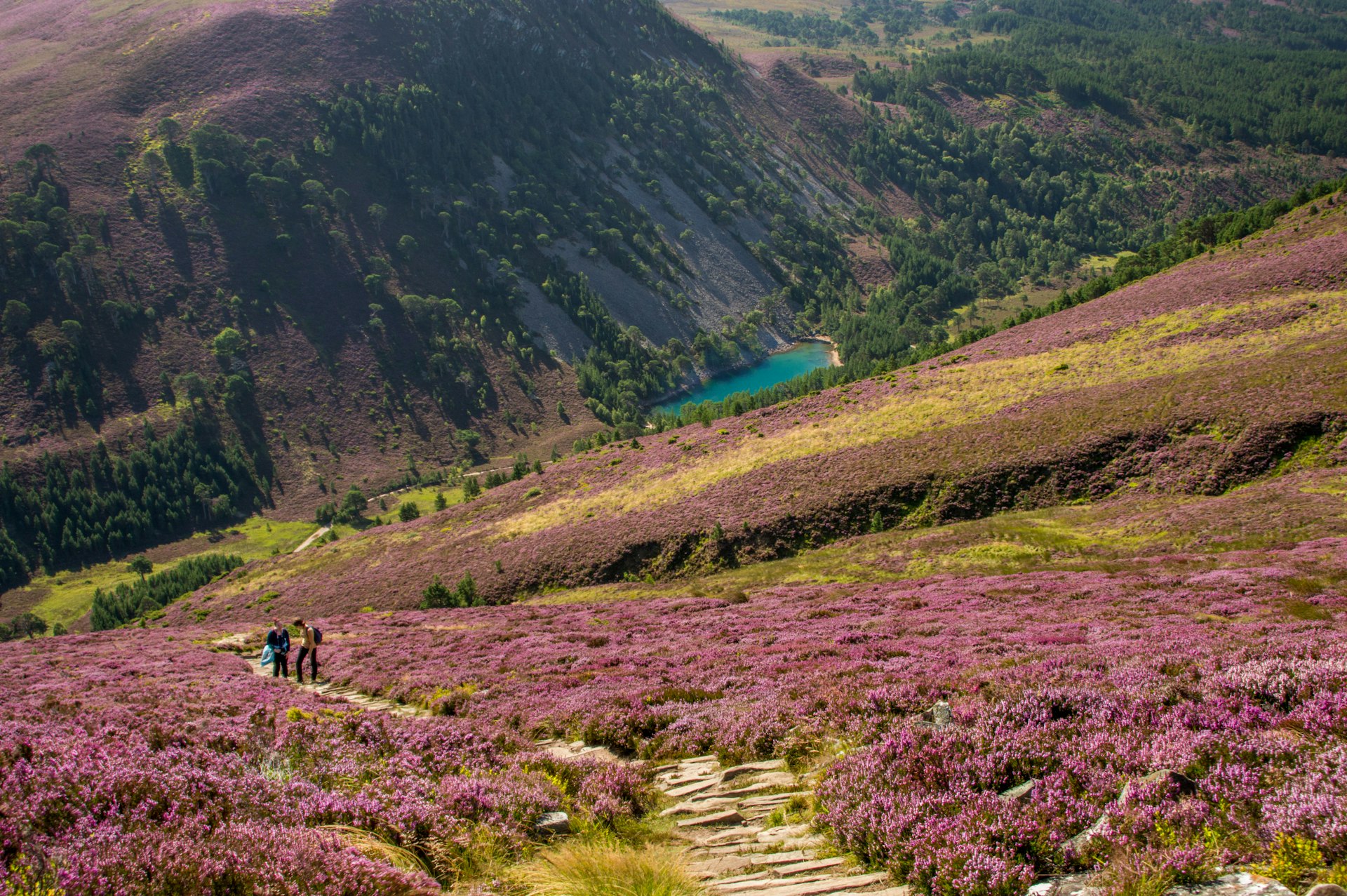 A rolling hill of purple heather leads to a bright green body of water in the valley below. Hikers are following paths.