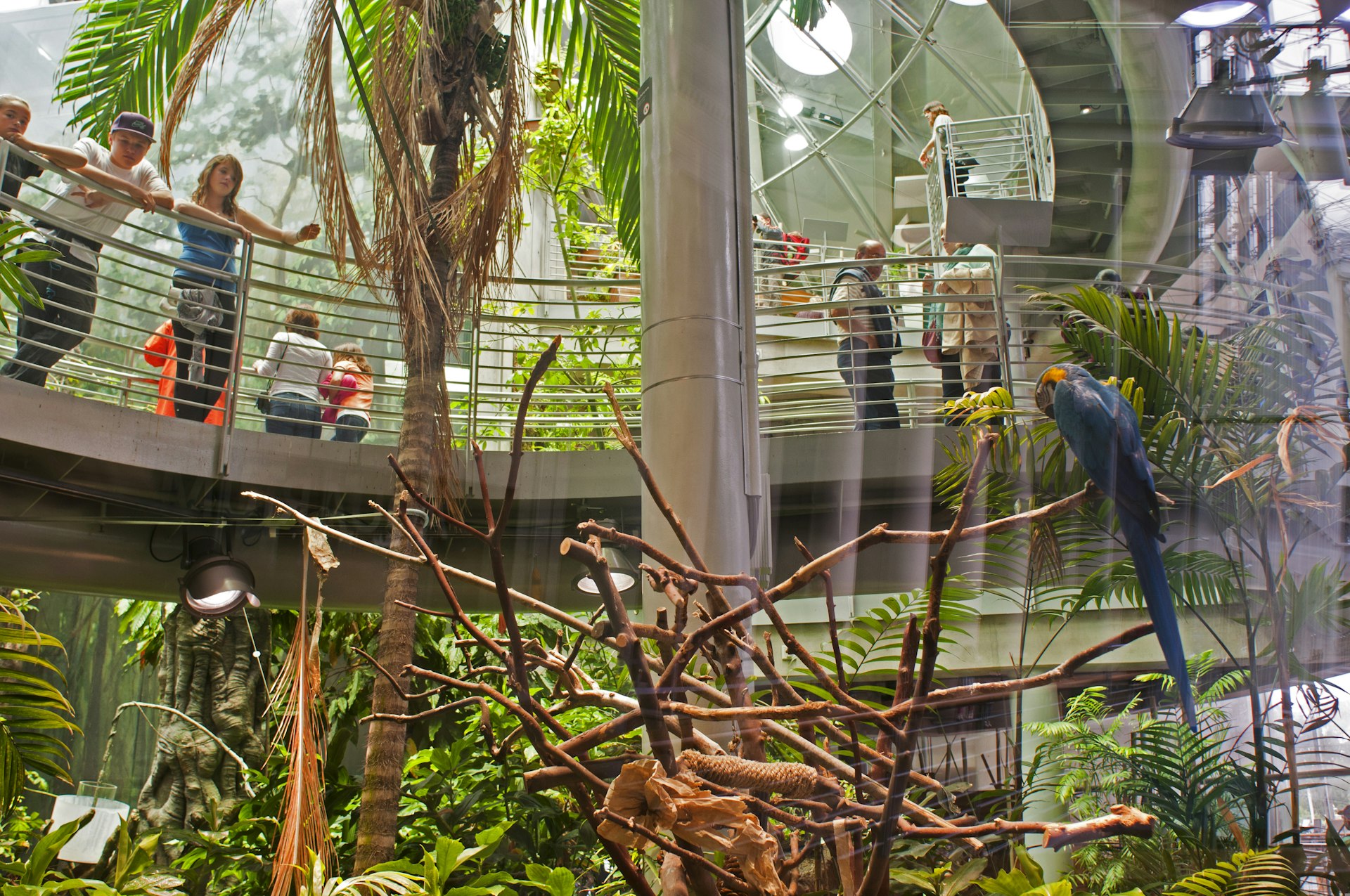 Kids looking at Macaw in the Rainforests of the World dome at California Academy of Sciences