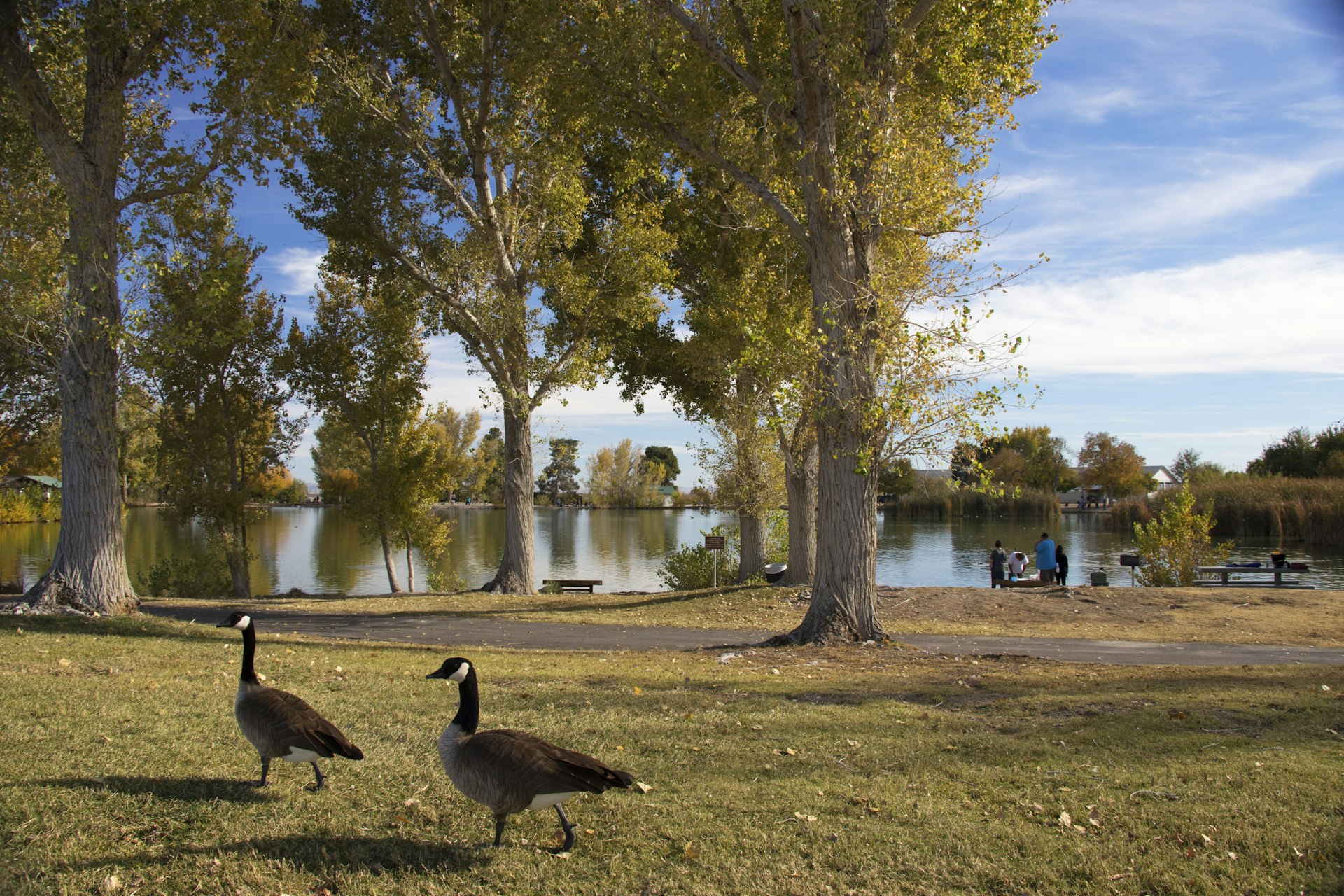 Ducks at Floyd Lamb Park at Tule Springs