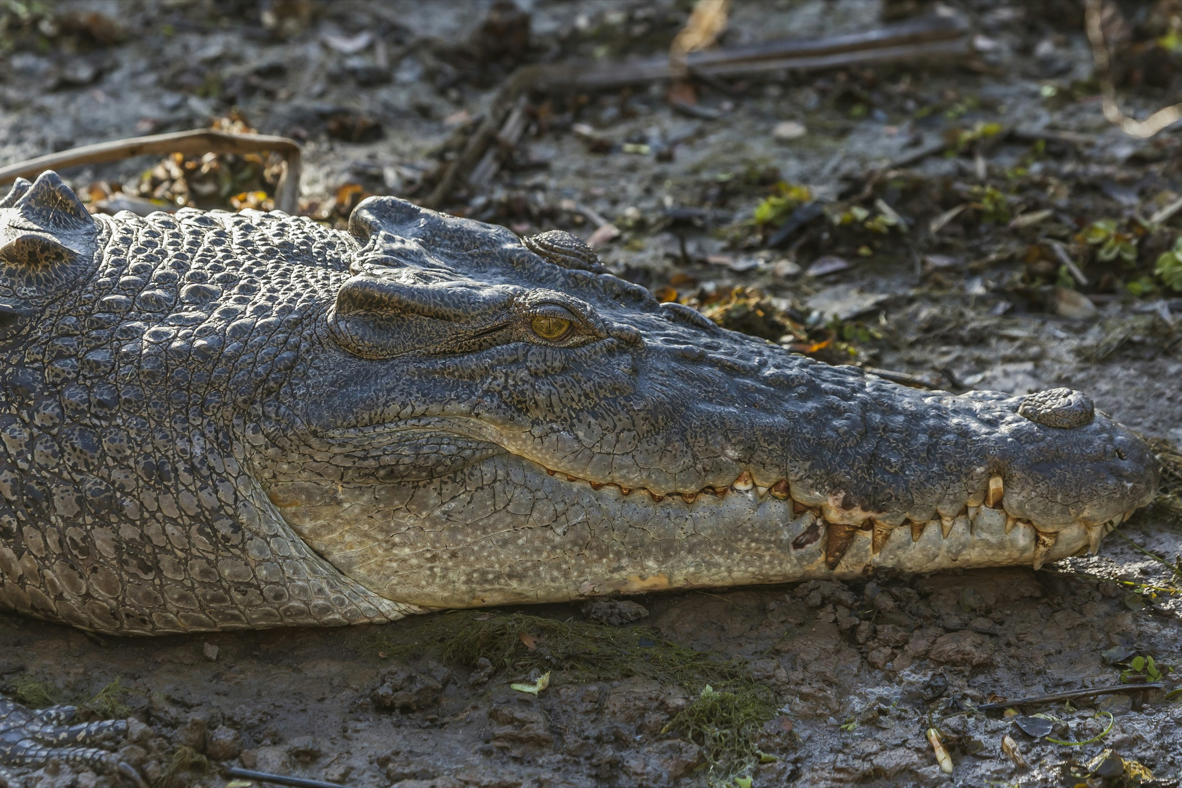 Northern_Territory_Saltwater_Croc.jpg