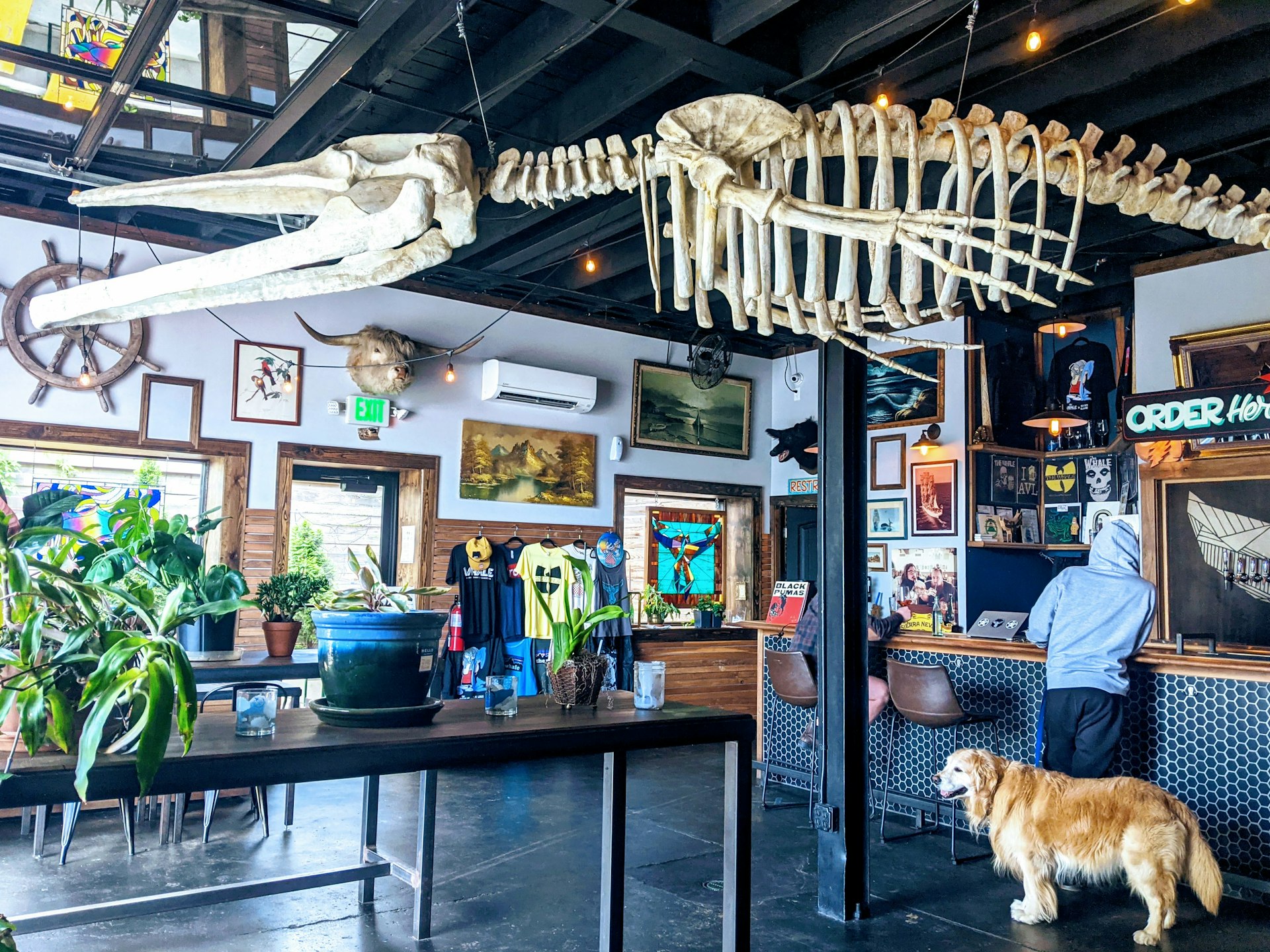 A whale skeleton hangs in the interior of Whale Bar, a craft beer bar in West Asheville 